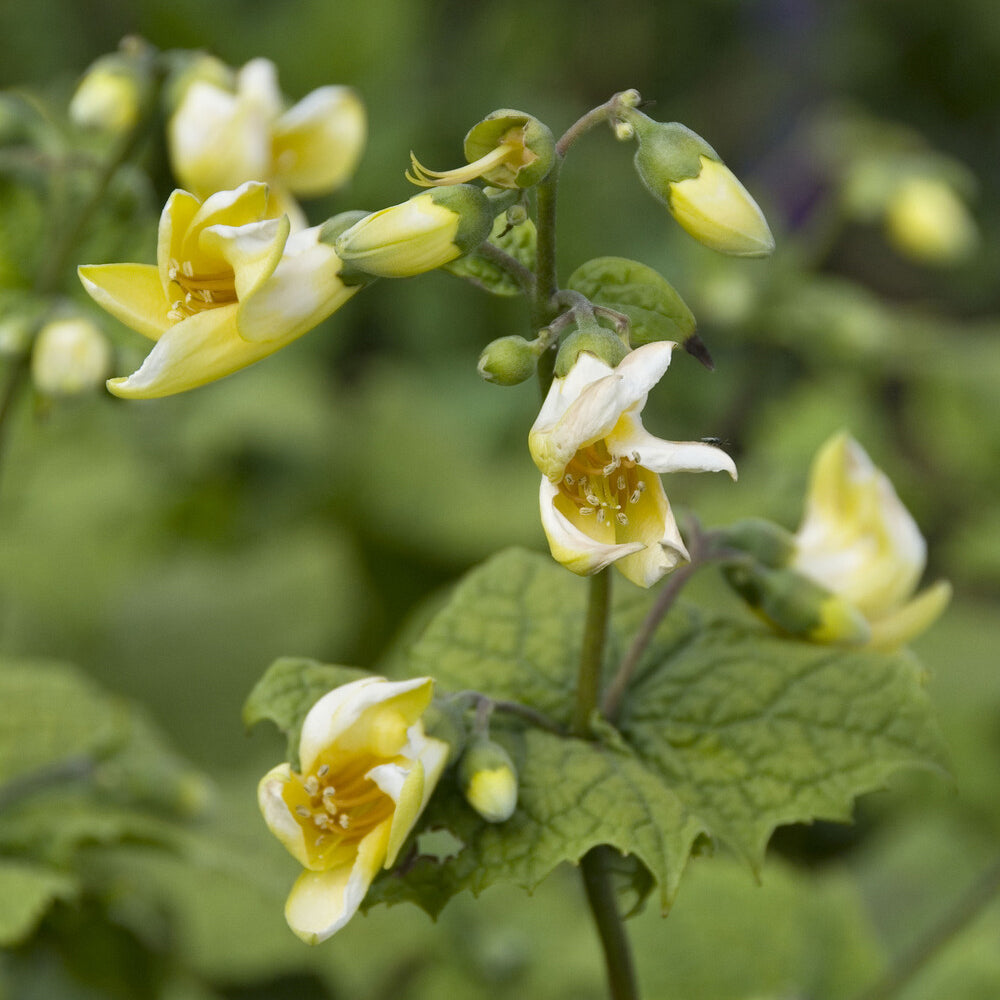 Fleur de cire de Corée - Willemse