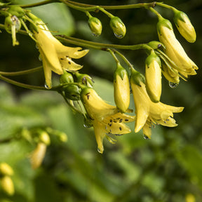 Fleur de cire de Corée