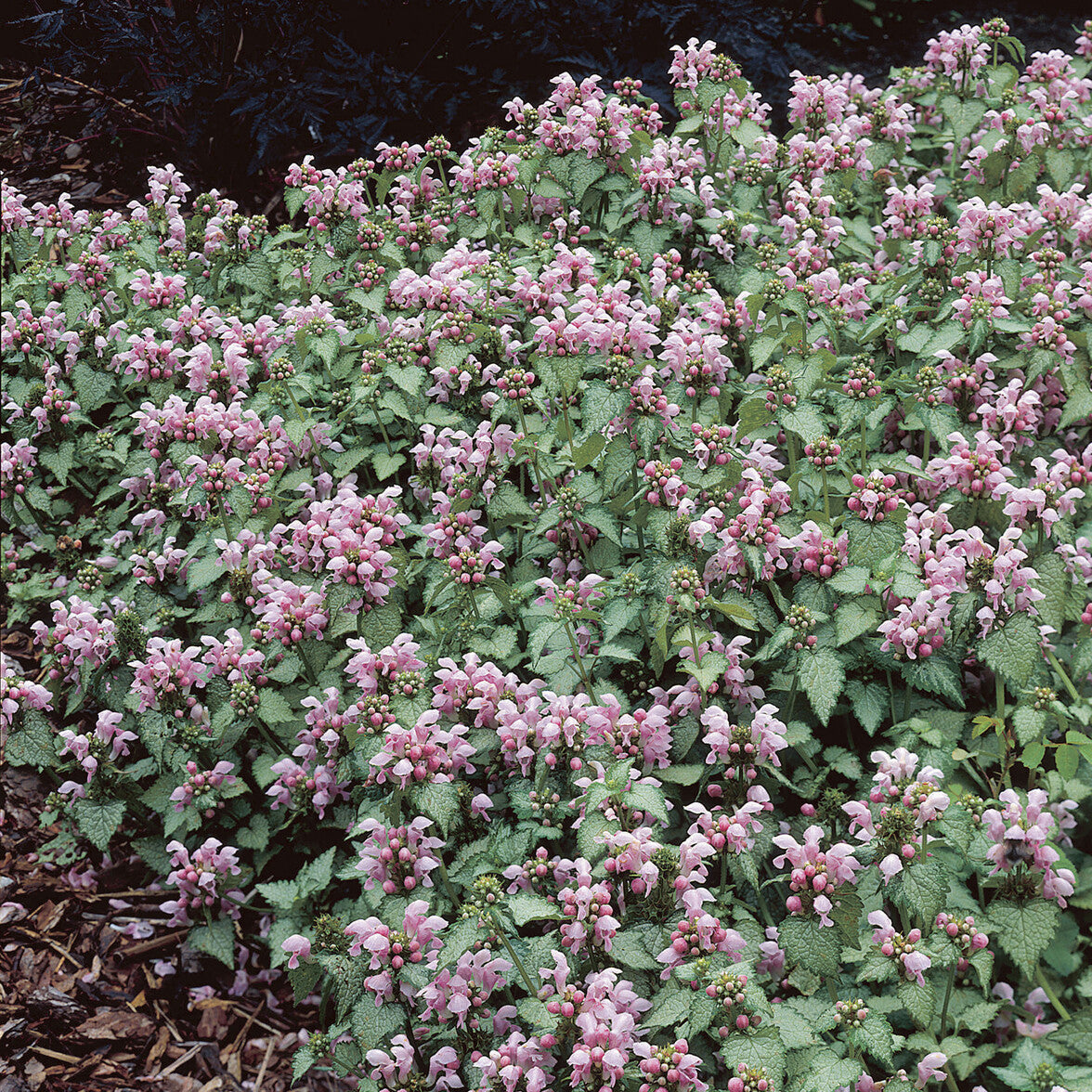 3 Lamiers tachetés Roseum