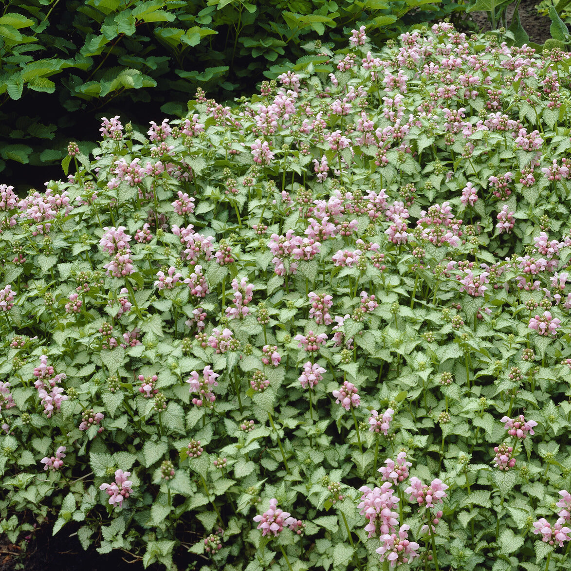 3 Lamiers tachetés Roseum