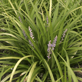 Liriope spicata