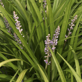 Liriope spicata