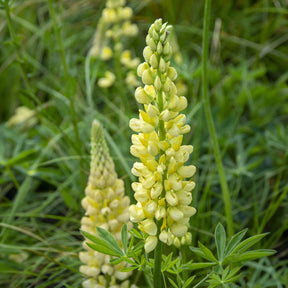 3 Lupins Chandelier