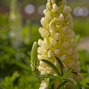 3 Lupins Gallery Yellow