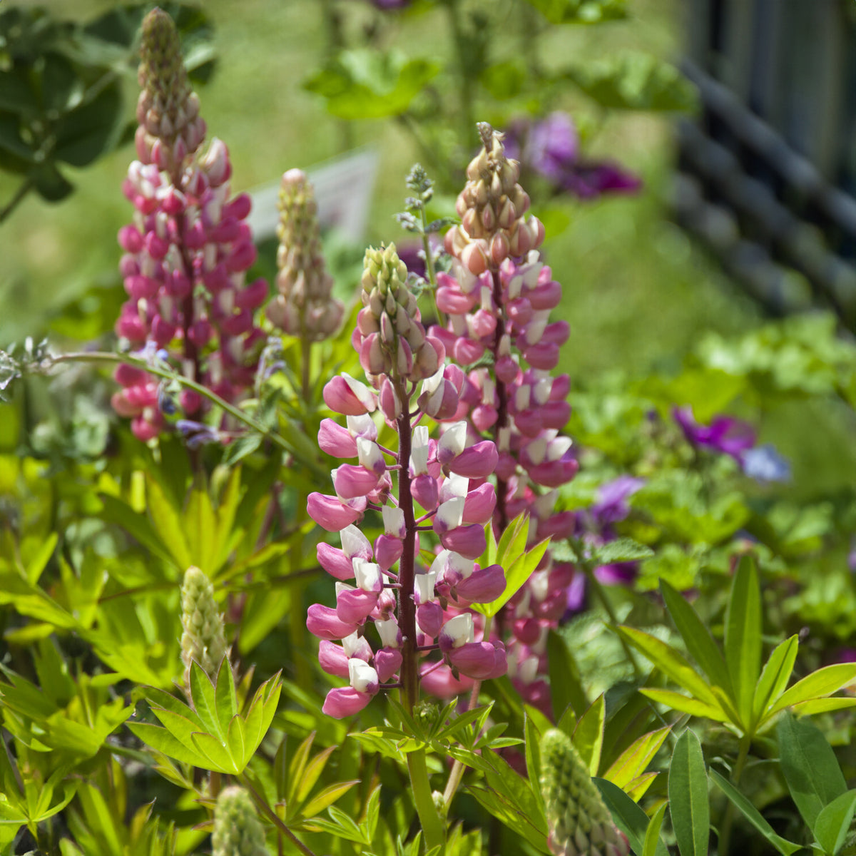 3 Lupins La Chateleine