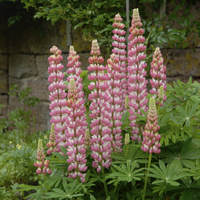 3 Lupins La Chateleine