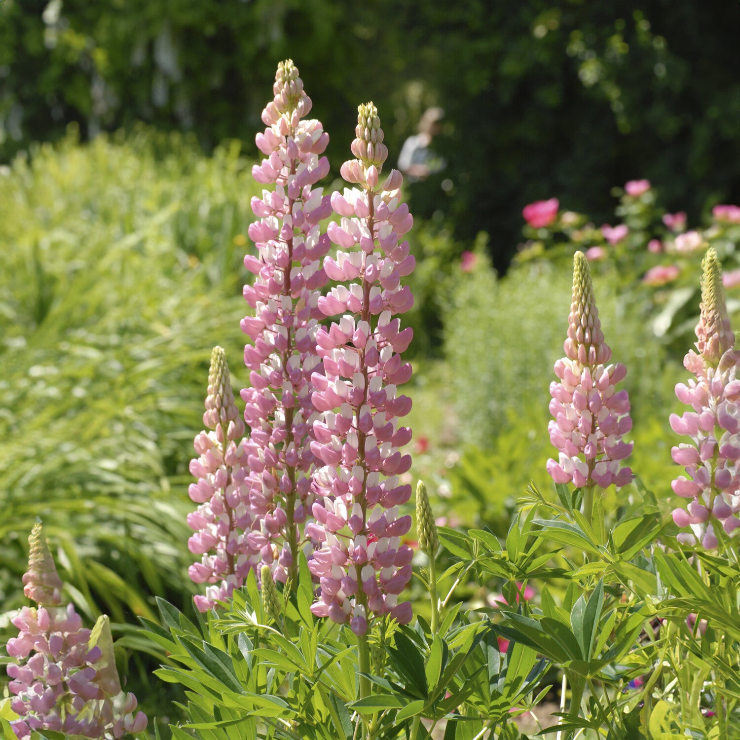 3 Lupins La Chateleine