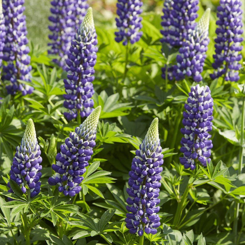 3 Lupins Le Gouverneur