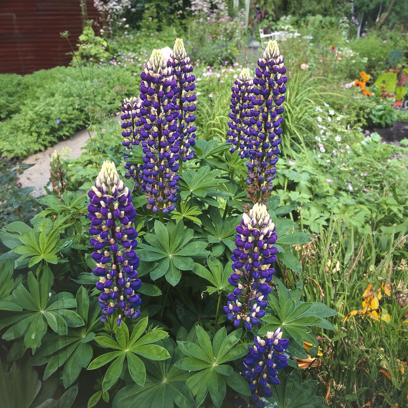 3 Lupins Le Gouverneur