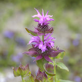 3 Monardes Aquarius