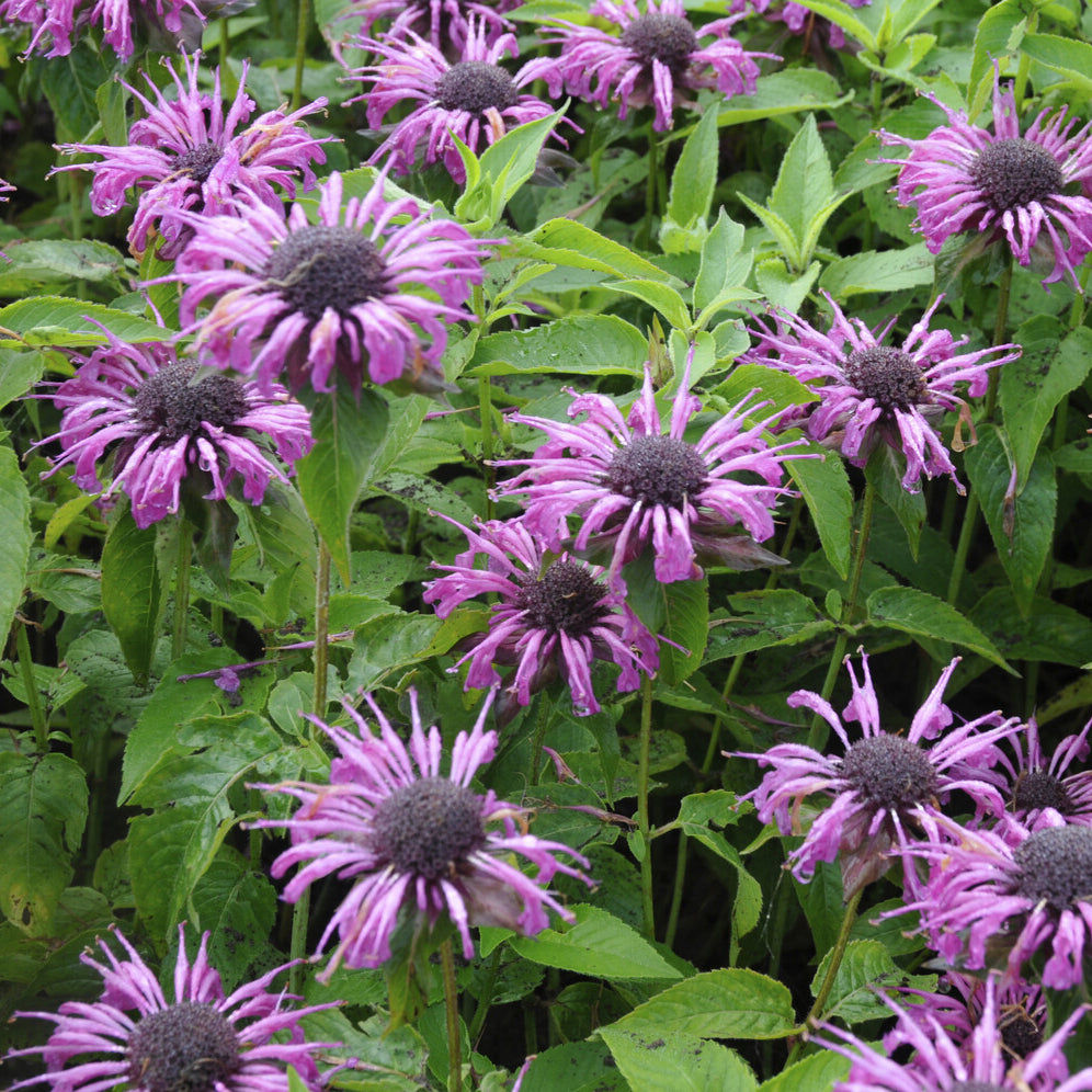 3 Monardes Aquarius - Monarda aquarius - Willemse