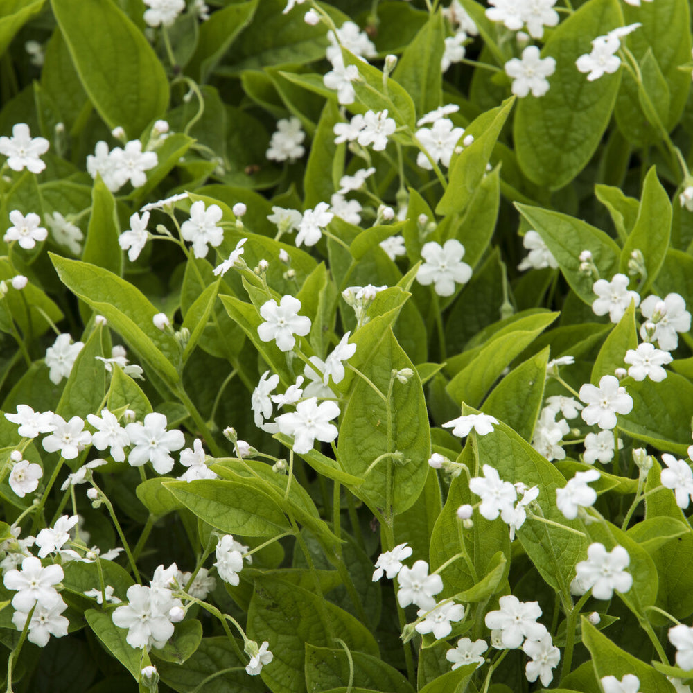 Petite bourrache blanche