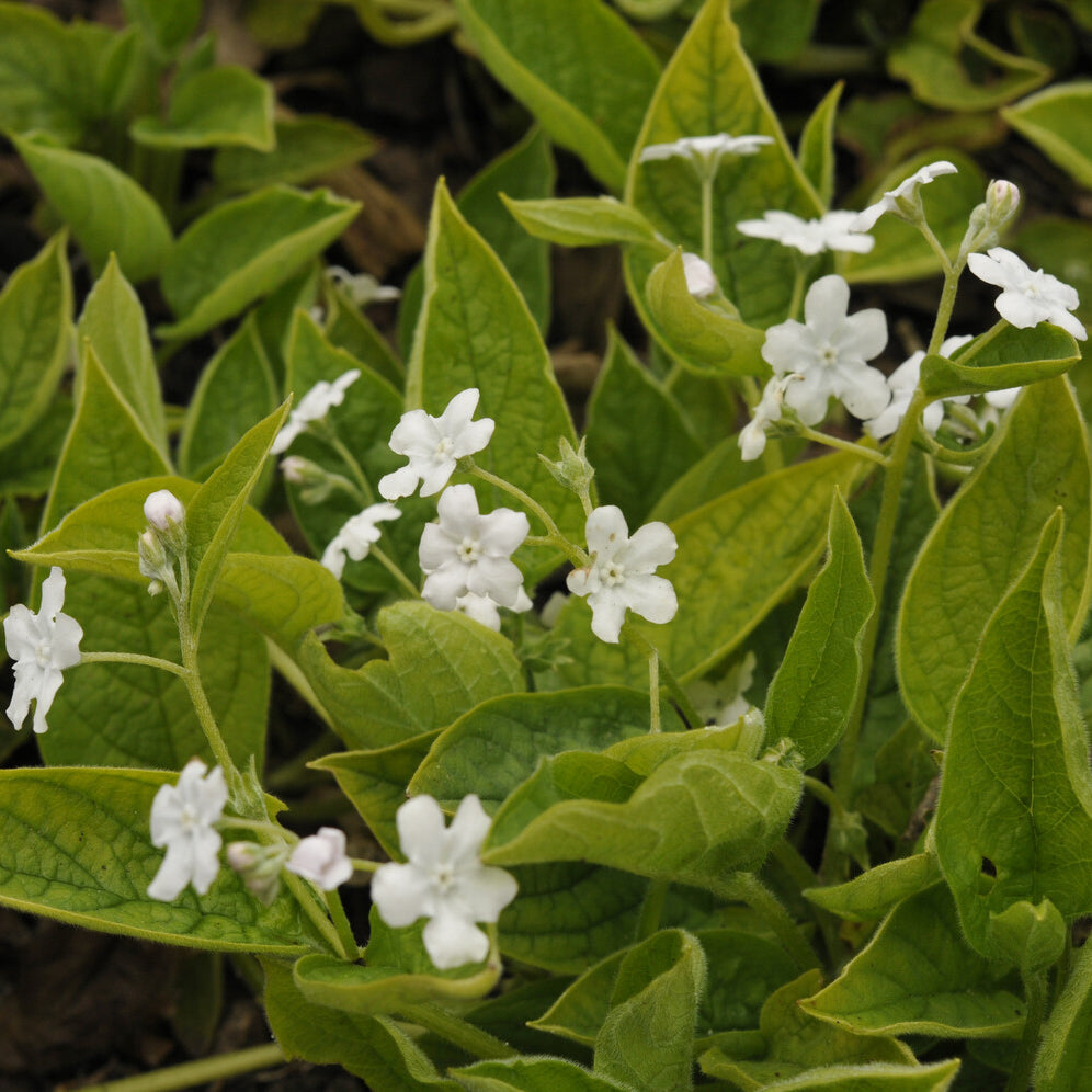 Petite bourrache blanche - Omphalodes verna Alba - Willemse