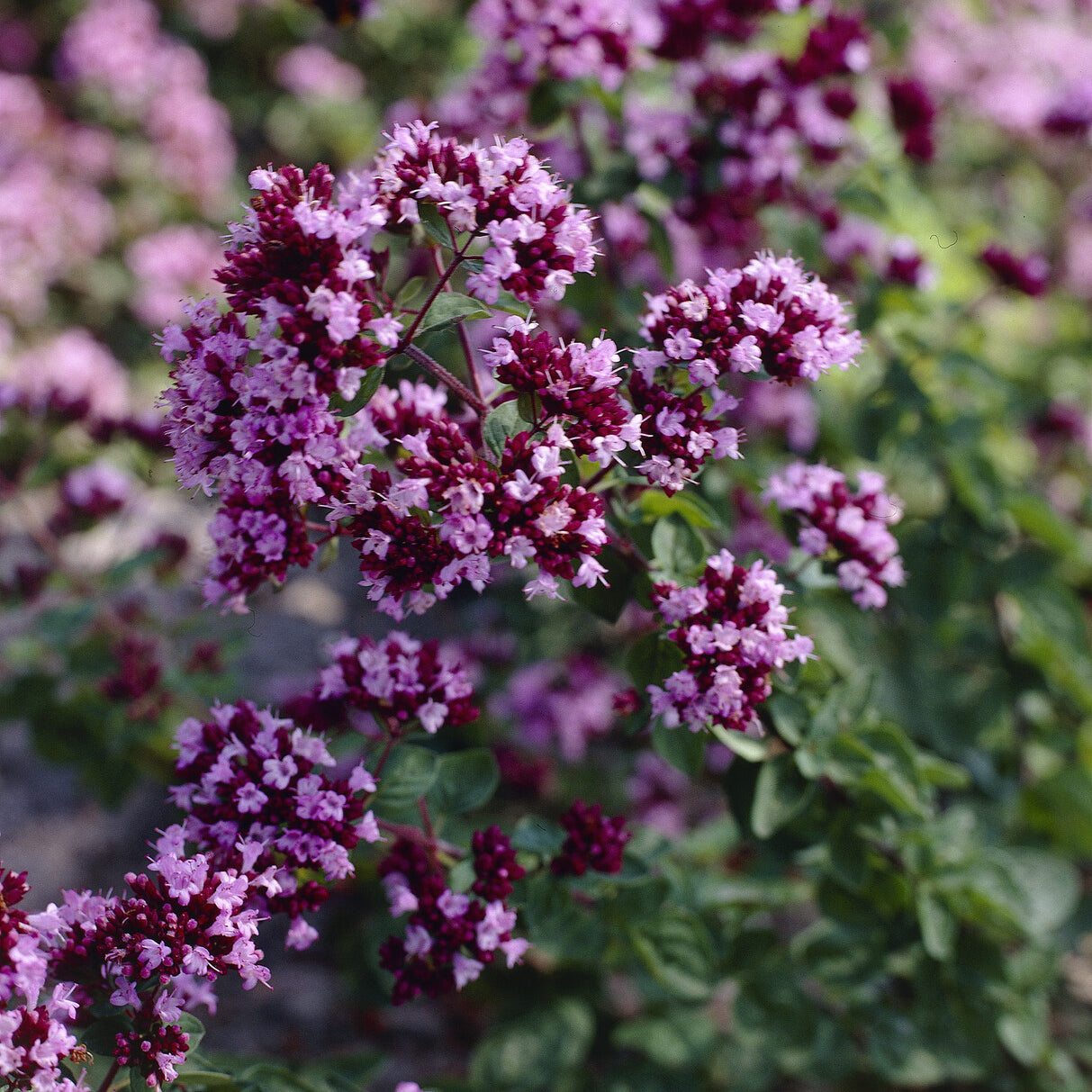 3 Origans Rosenkuppel