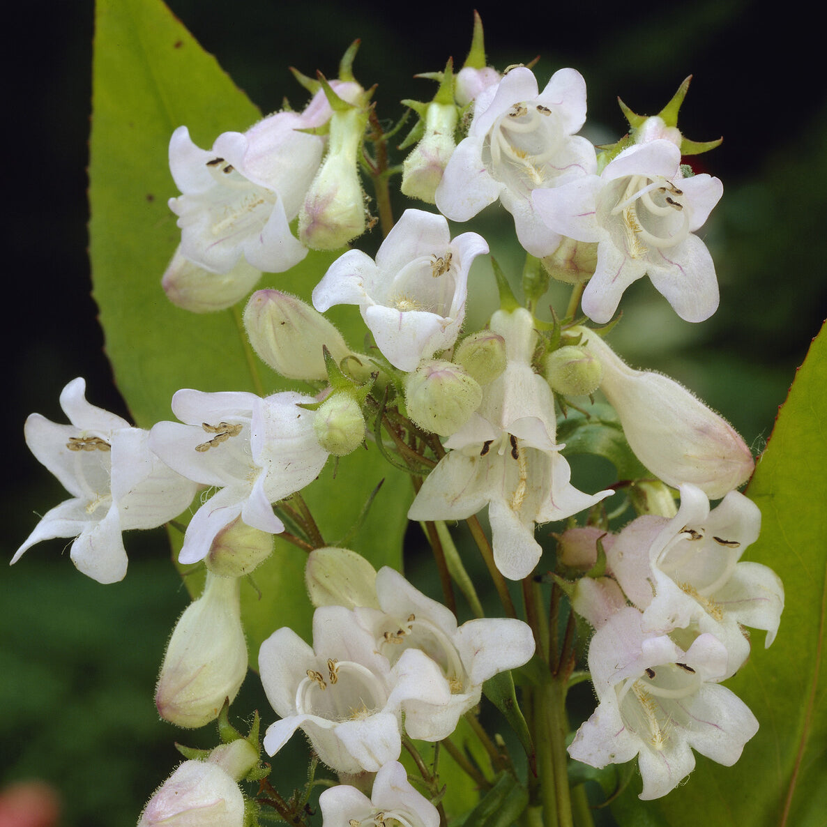 Galane White Bedder - Penstemon