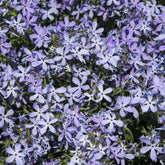 Phlox divaricata Clouds of Perfume