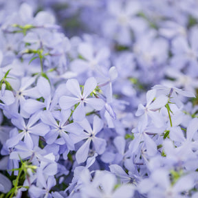 Phlox divaricata Clouds of Perfume