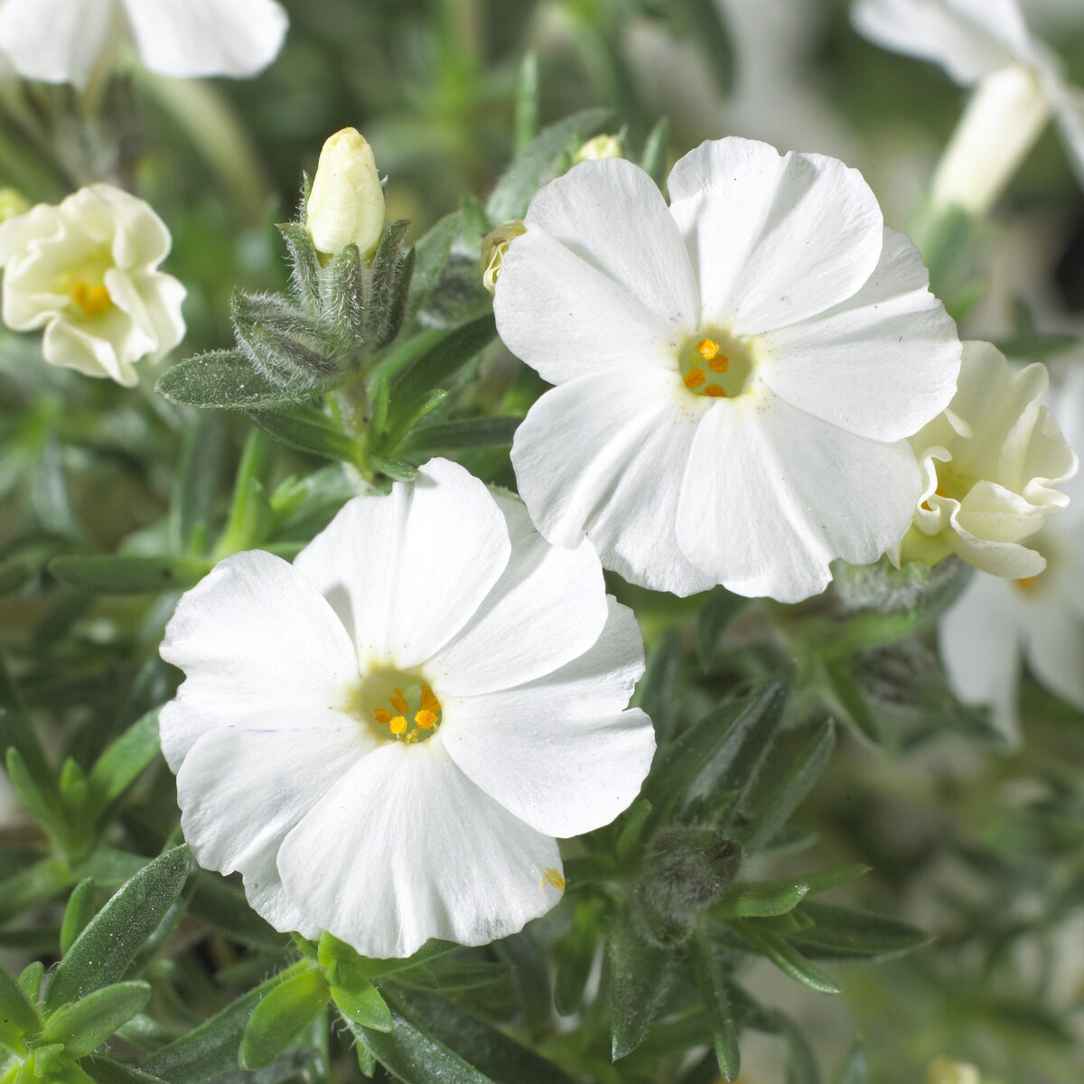 3 Phlox nain White Admiral