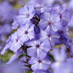 Phlox paniculé Blue Paradise