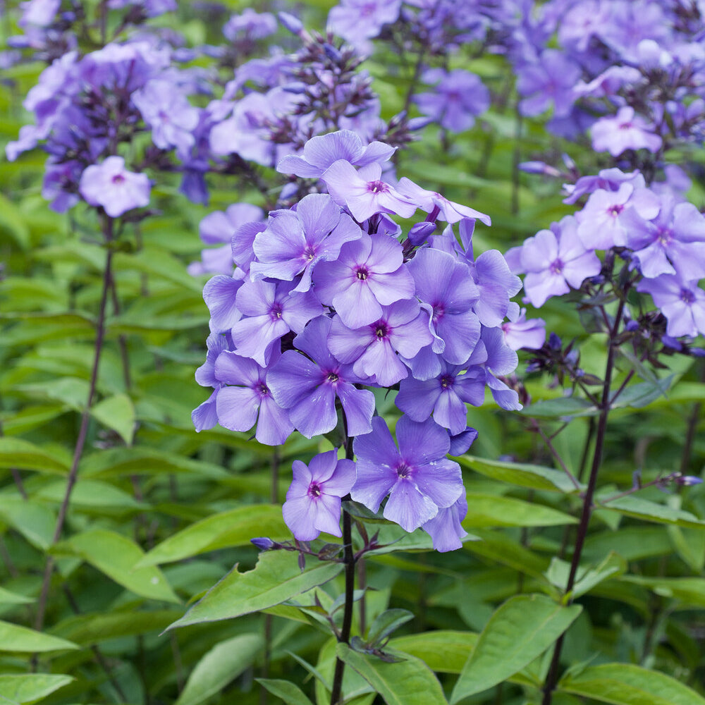 Phlox paniculé Blue Paradise