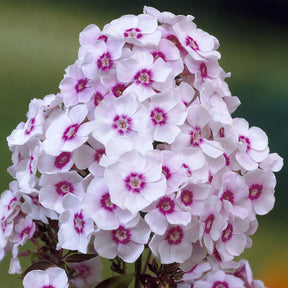 3 Phlox paniculé Europa