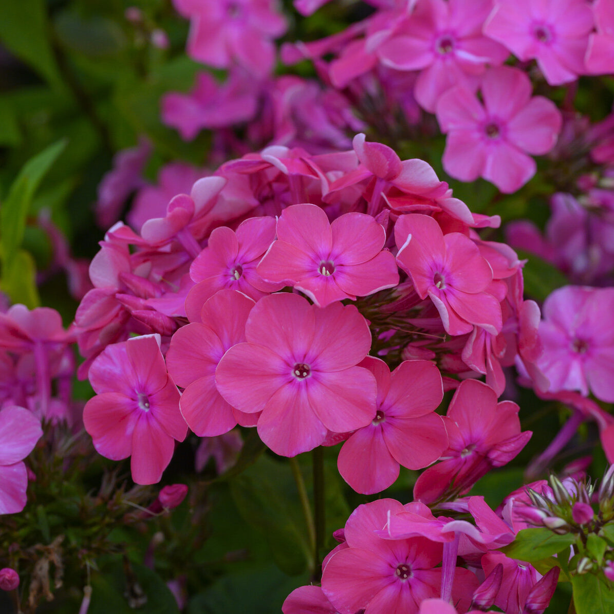 3 Phlox paniculé Rijnstroom