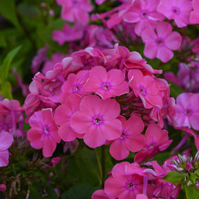 3 Phlox paniculé Rijnstroom