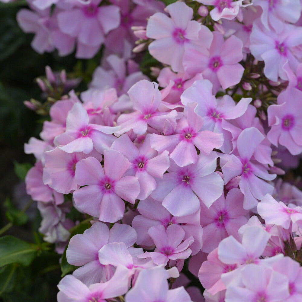 Phlox paniculé Rosa Pastel