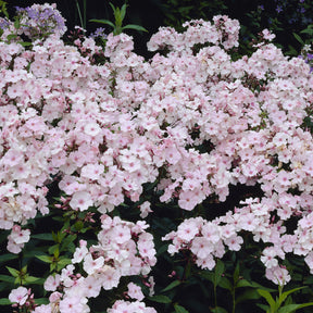 Phlox paniculé Rosa Pastel