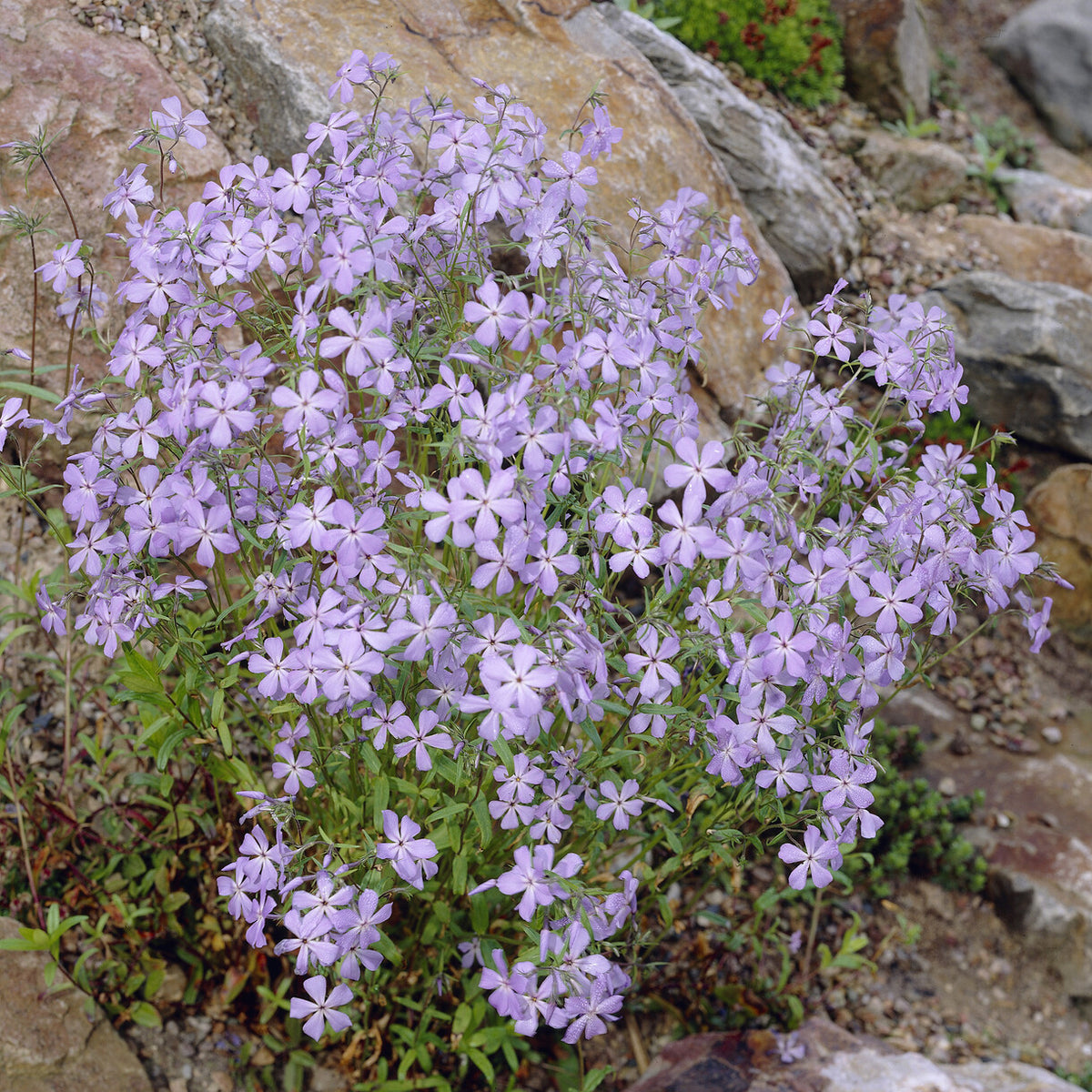 3 Phlox rampant Blue Ridge