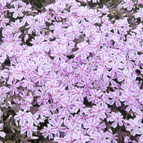 3 Phlox mousse Candy Stripes