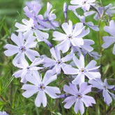 3 Phlox mousse Emerald Cushion Blue