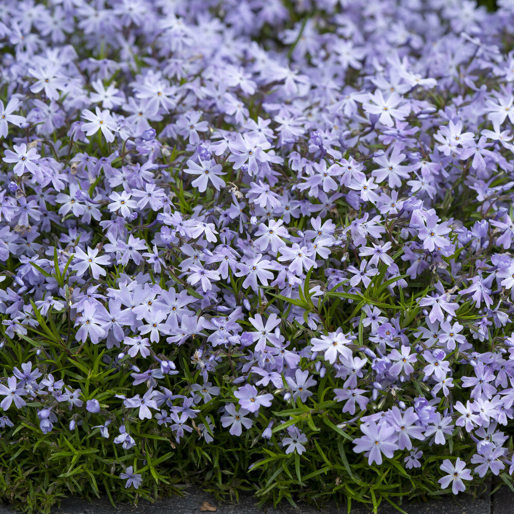 3 Phlox mousse Emerald Cushion Blue