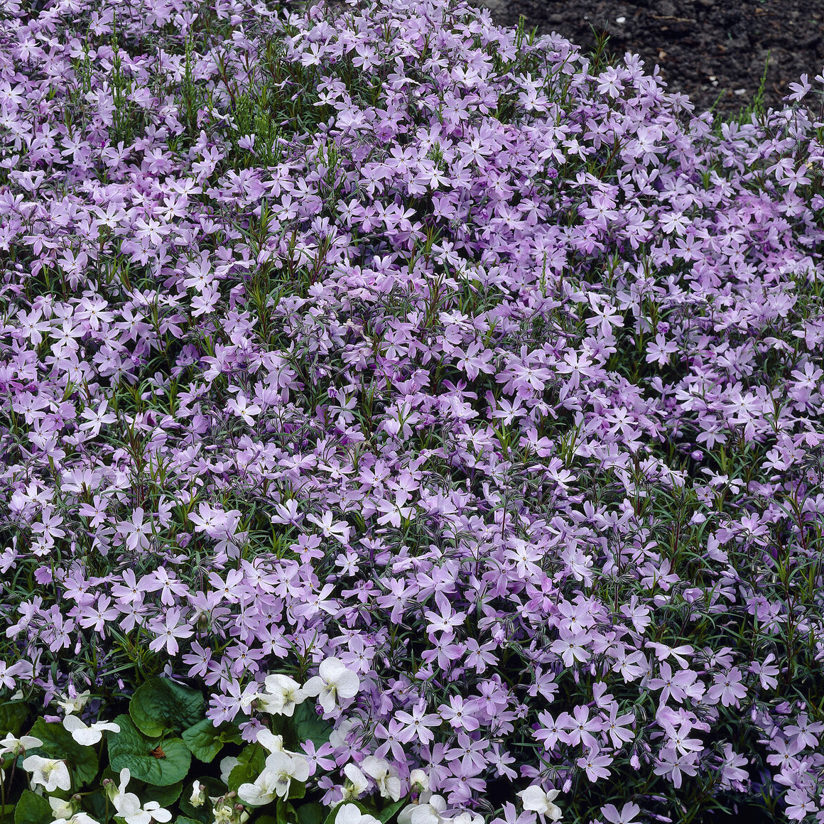 3 Phlox mousse Emerald Cushion Blue