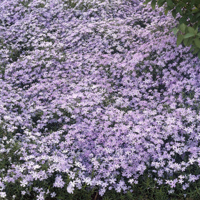 3 Phlox mousse Emerald Cushion Blue