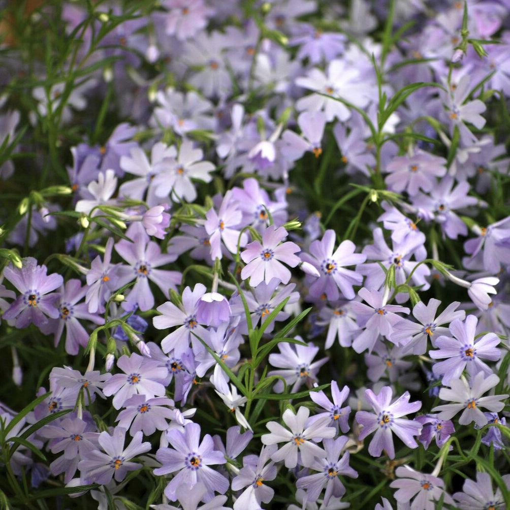 3 Phlox mousse Emerald Cushion Blue