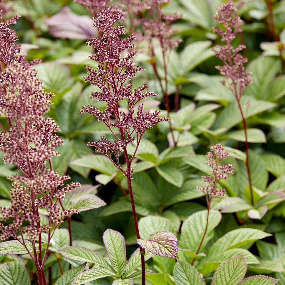 Rodgersia pinnata