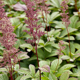 Rodgersia pinnata