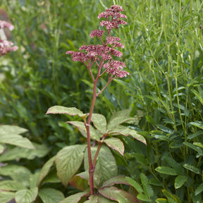 Rodgersia pinnata