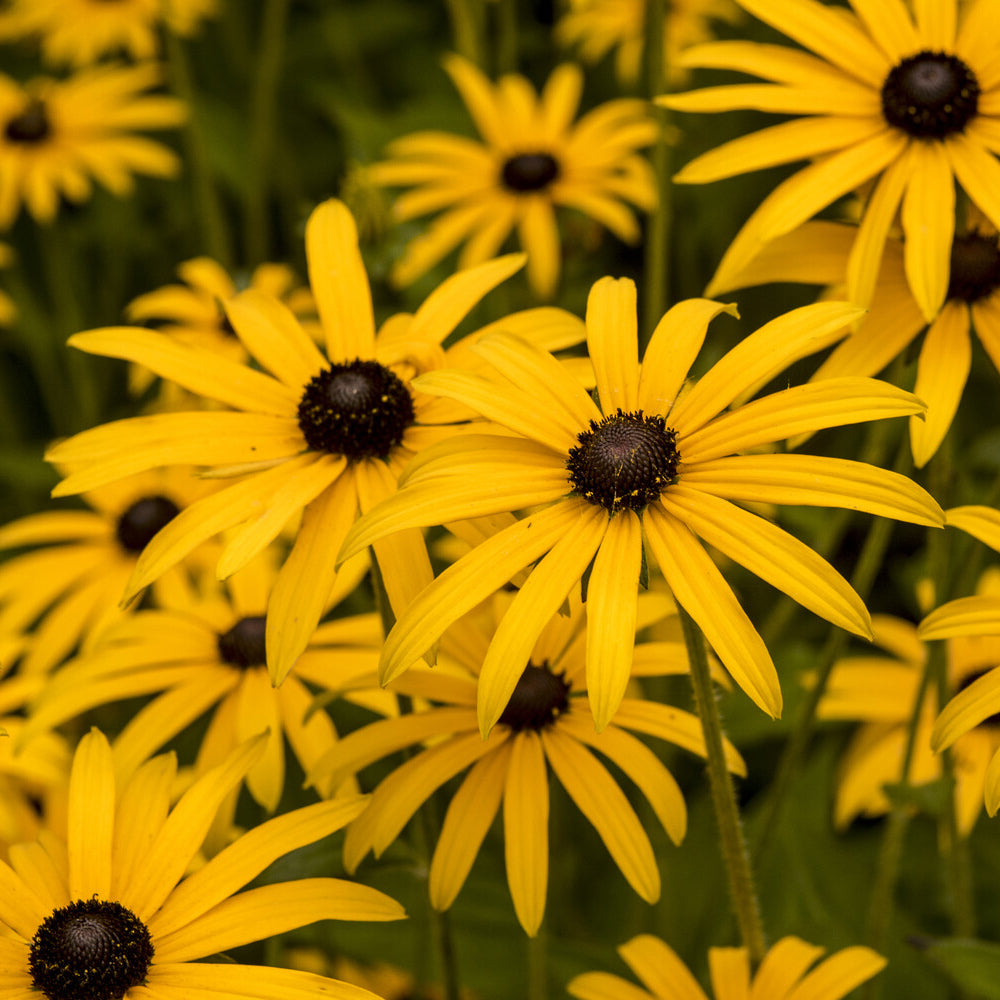 3 Rudbeckia deamii