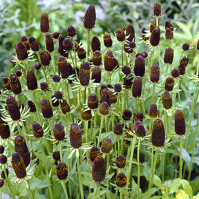 3 Rudbeckia occidentale Green Wizard