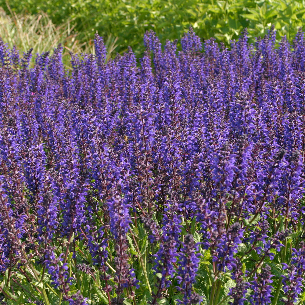 Sauge des bois Viola Klose