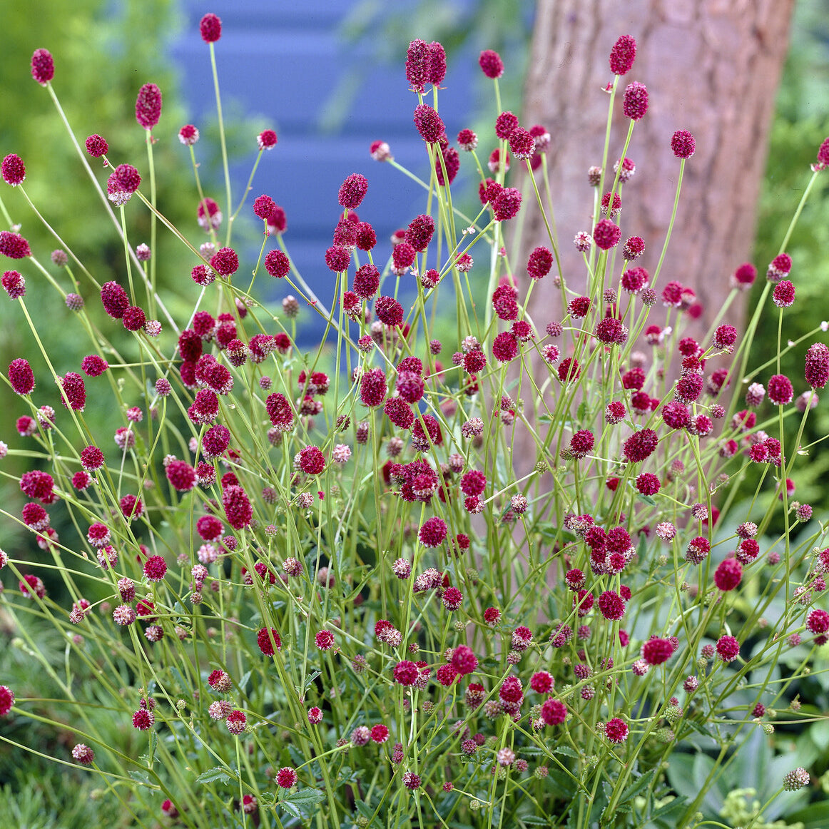 Pimprenelle officinale Tanna