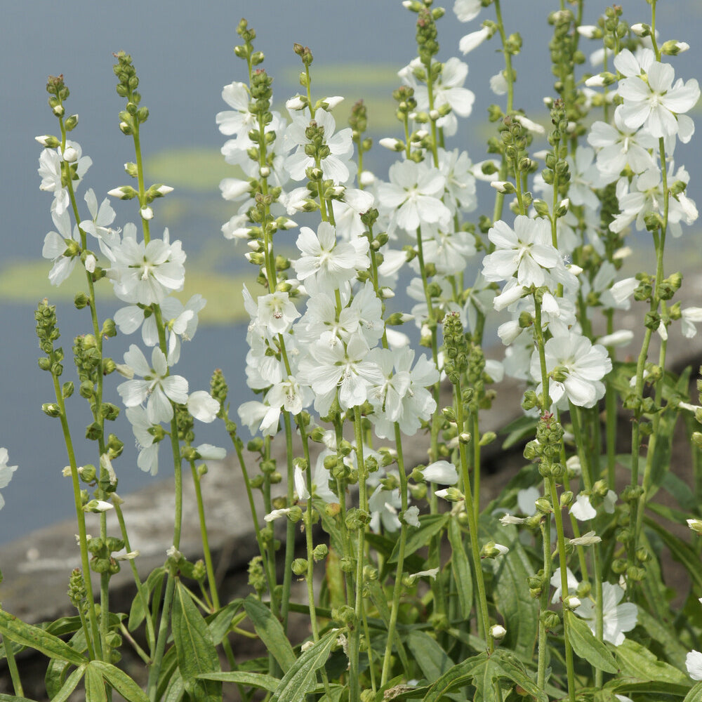 Sidalcea candida