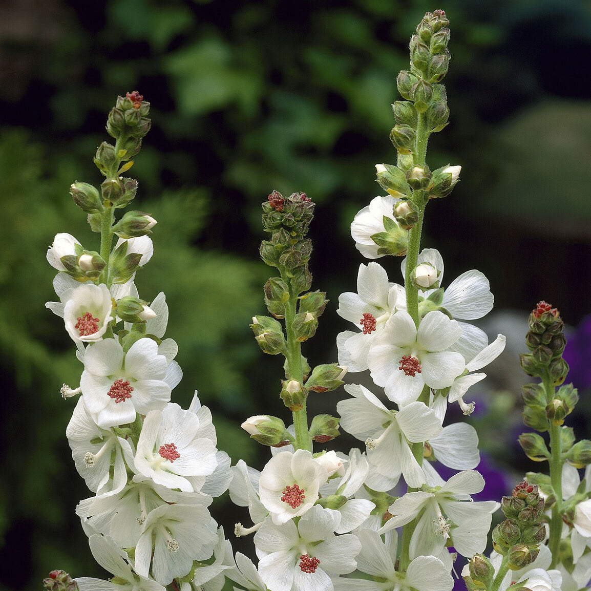 Sidalcea candida