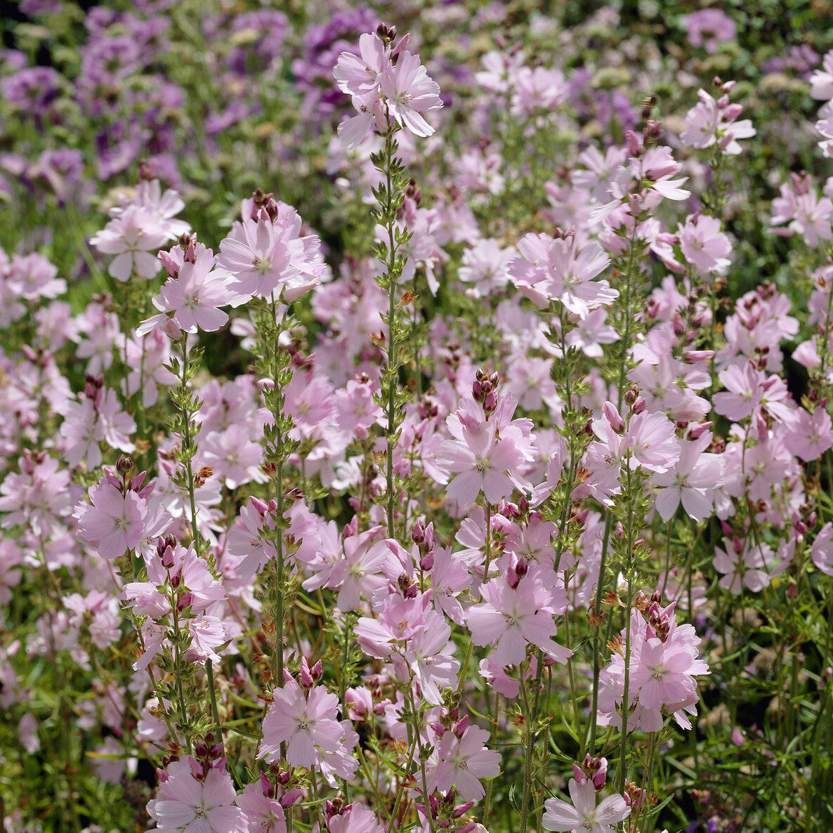 Sidalcea malviflora Elsie Heugh