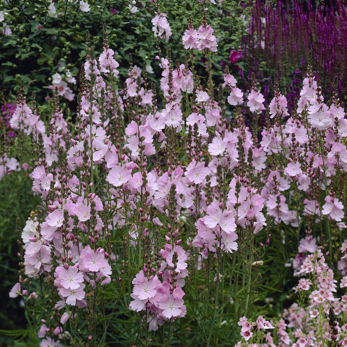 Sidalcea malviflora Elsie Heugh - Sidalcea Elsie Heugh - Willemse