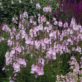 Sidalcea malviflora Elsie Heugh