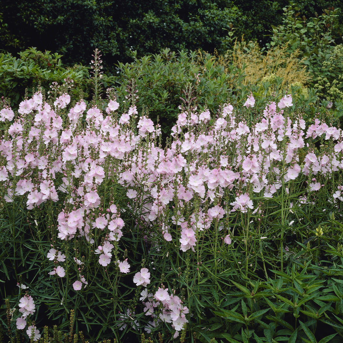 Sidalcea malviflora Elsie Heugh