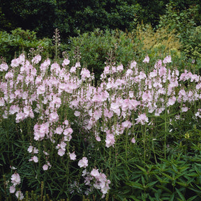 Sidalcea malviflora Elsie Heugh